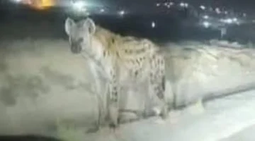 عودة الضبع بالقرب من جماعة لعثامنة بإقليم بركان تثير مخاوف السكان وأثرها على الأمن البيئي